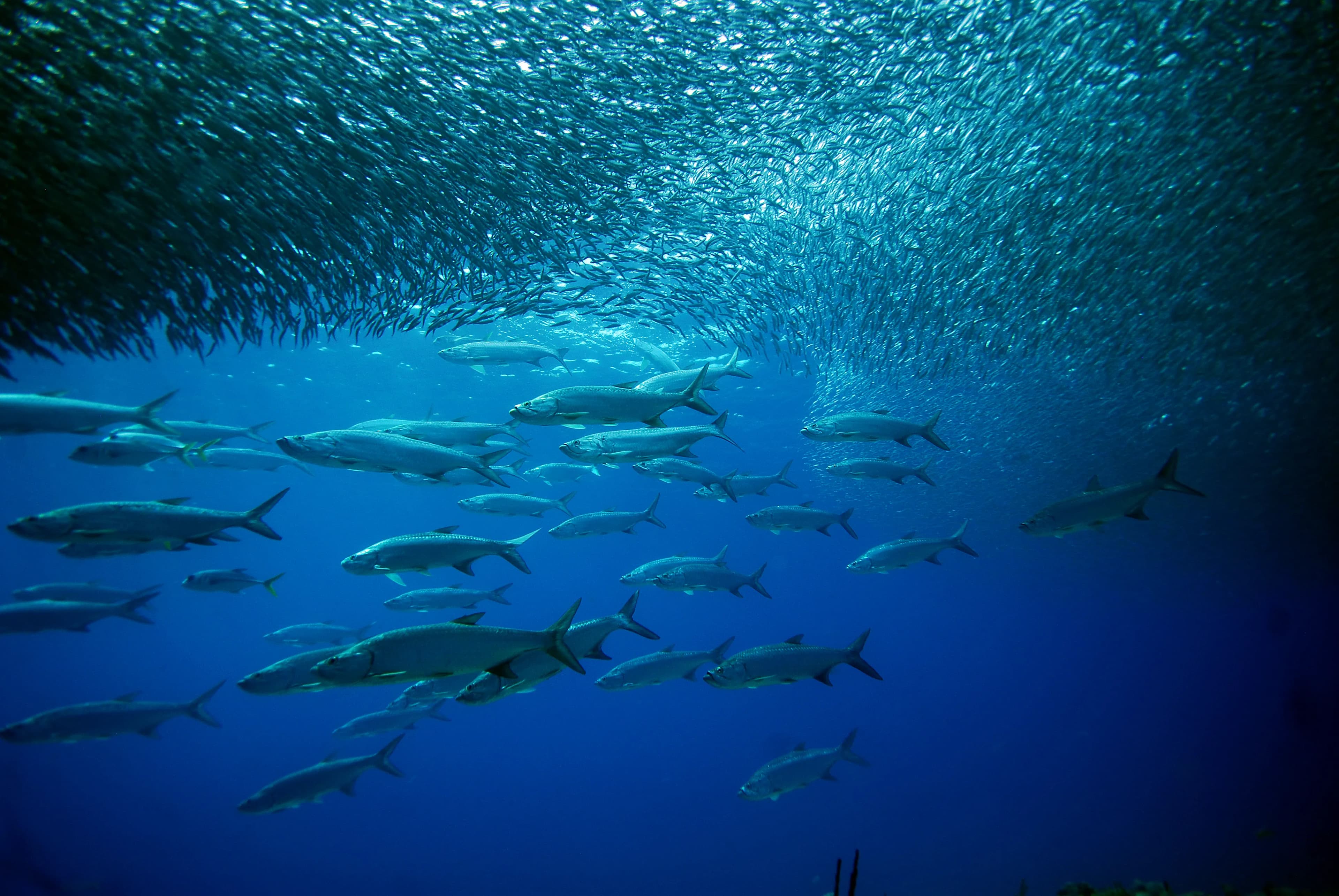Marine Image