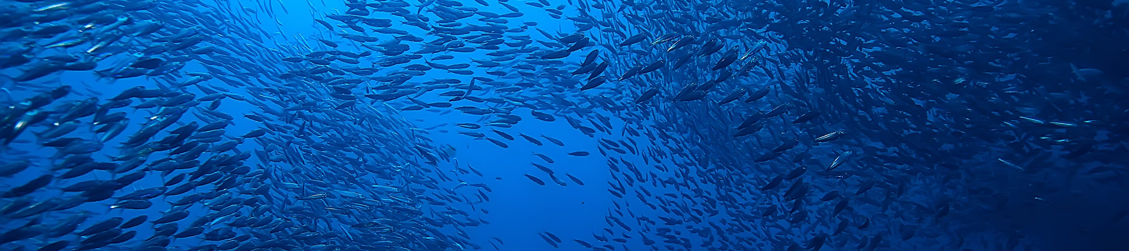 Simrad® Marine Electronics Introduces FishCast® powered by ROFFS®