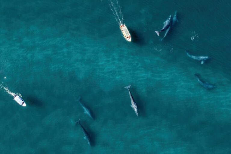 Aerial view of whales and boats in the ocean